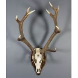 A Stags skull and horns mounted on to a stained wood shield board, 44ins overall