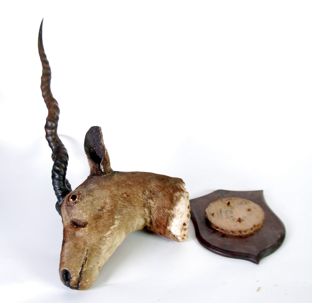 EARLY TWENTIETH CENTURY TAXIDERMIC SPECIMEN OF A SOUTH AFRICAN ROEBUCK/GAZELLE HEAD, with glass eyes