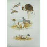 RIAB (1898-1975) FOUR HAND COLOURED STEEL ENGRAVINGS Dog with game 19 1/2" x 14" (49.5cm x 35.6cm)