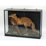 TAXIDERMY GROUP, FOX WITH PHEASANT IN ITS MOUTH, in a natural setting, housed in a glazed case