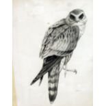 WYNN HUGHES (AFOR) PENCIL DRAWING Merlin, bird of prey Signed Afor, 1974 13" x 10" (33cm x 25.4cm)
