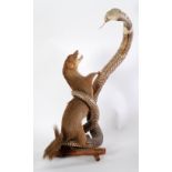EARLY 20th CENTURY TAXIDERMIC SPECIMEN MONGOOSE ATTACKING A HOODED COBRA, mongoose partly