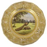 A Stevens & Hancock Derby painted cabinet plate decorated with a scene of a peacock standing on a