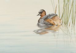 Stephen Gayford (born 1954) Little Grebe, a watercolour of a Grebe swimming beside reeds. Signed and