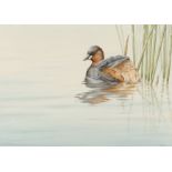 Stephen Gayford (born 1954) Little Grebe, a watercolour of a Grebe swimming beside reeds. Signed and