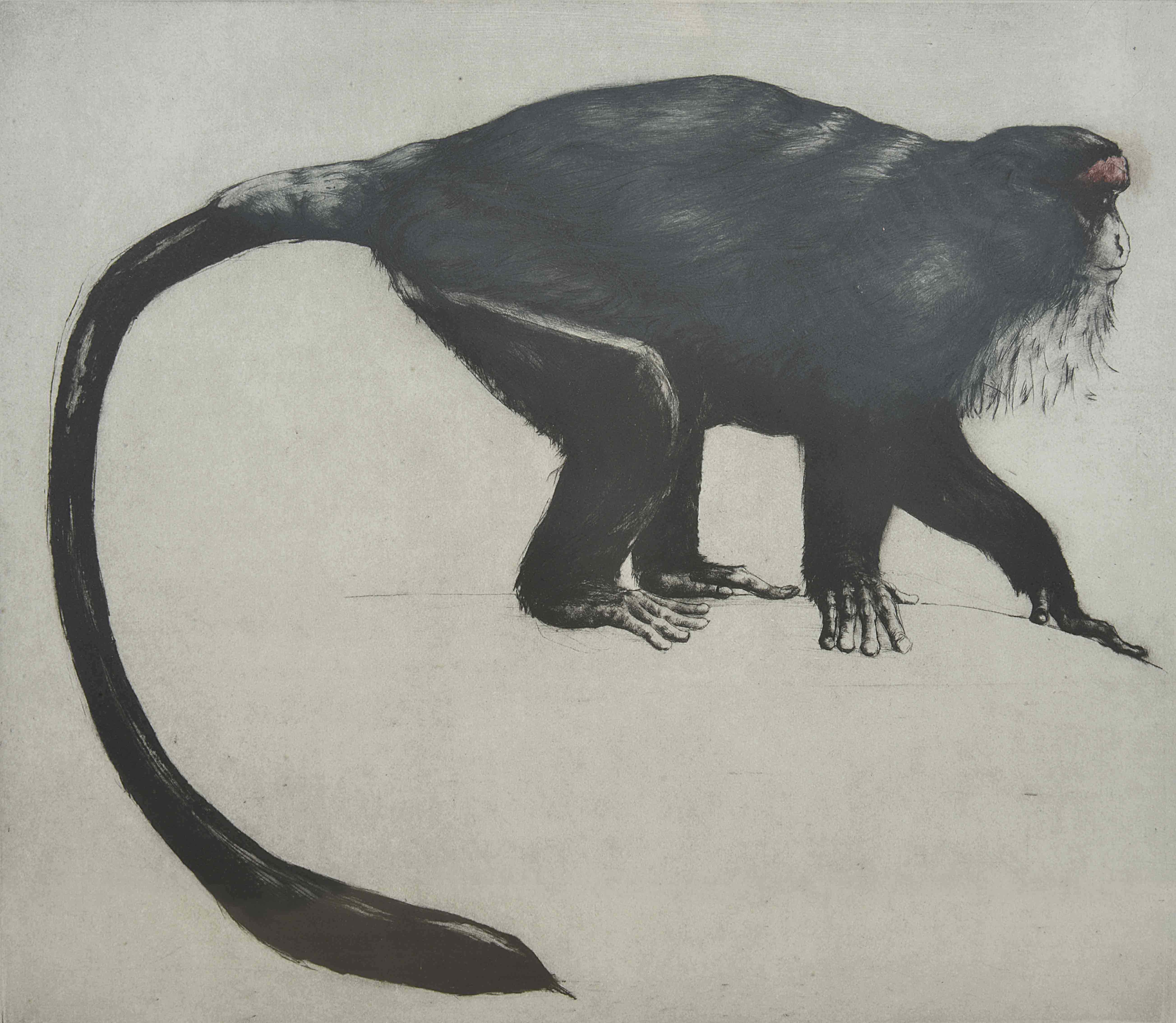 H Fry (20th century) British, De Brazza, a Capuchin monkey, engraving, artists proof, signed and