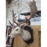 TAXIDERMIC DEER HEAD ON OAK SHIELD FORM MOUNT