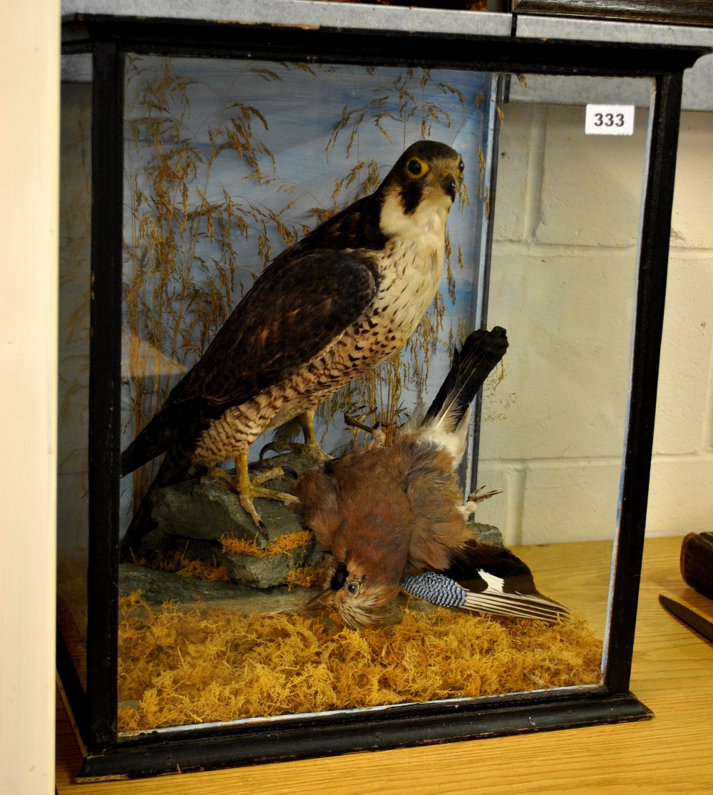 Taxidermy interest. An early 20th century cased falcon and jay tableau, 51 x 45 x 35cm.