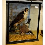 Taxidermy interest. An early 20th century cased falcon and jay tableau, 51 x 45 x 35cm.