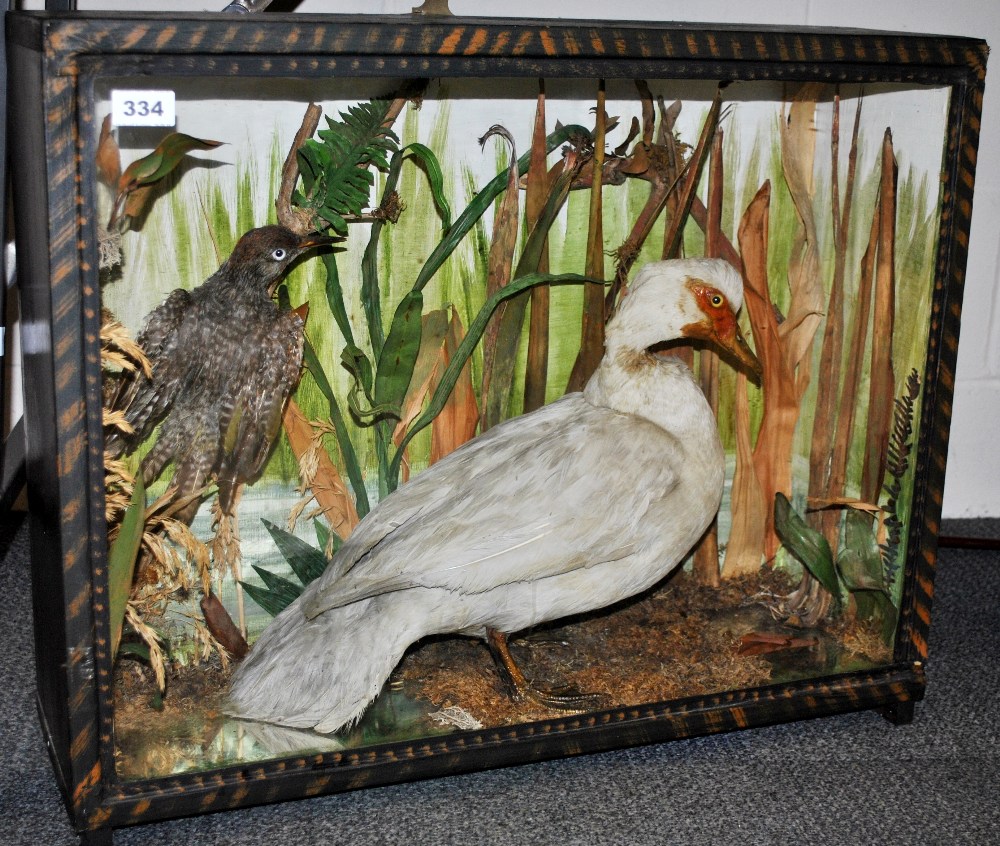 Taxidermy Interest. A Victorian cased duck and kingfisher, 69 x 56cm (case).