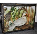 Taxidermy Interest. A Victorian cased duck and kingfisher, 69 x 56cm (case).