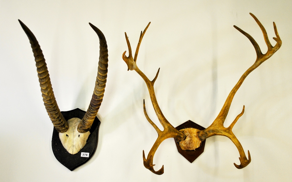 Two pairs of mounted horns.