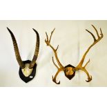 Two pairs of mounted horns.
