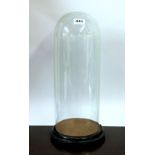 Glass dome and wooden base H.46 cms D.15 cms