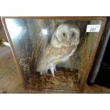 Taxidermy: a cased owl amongst foliage, the glass fronted wooden case (37cm x 30cm).