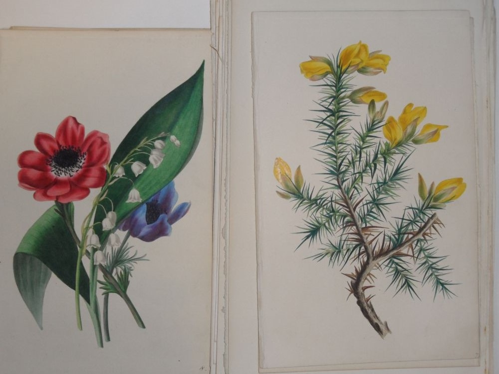 Collection of floral and botanical bookplates, 19th century, and a selection of hand coloured - Image 5 of 8