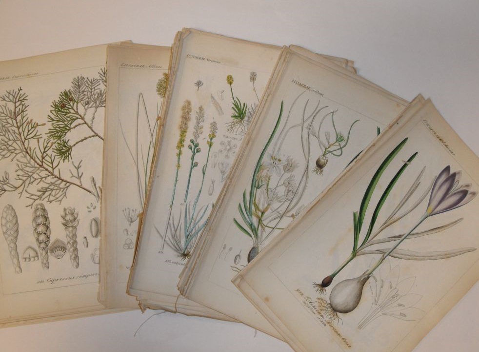 Collection of floral and botanical bookplates, 19th century, and a selection of hand coloured