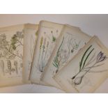 Collection of floral and botanical bookplates, 19th century, and a selection of hand coloured