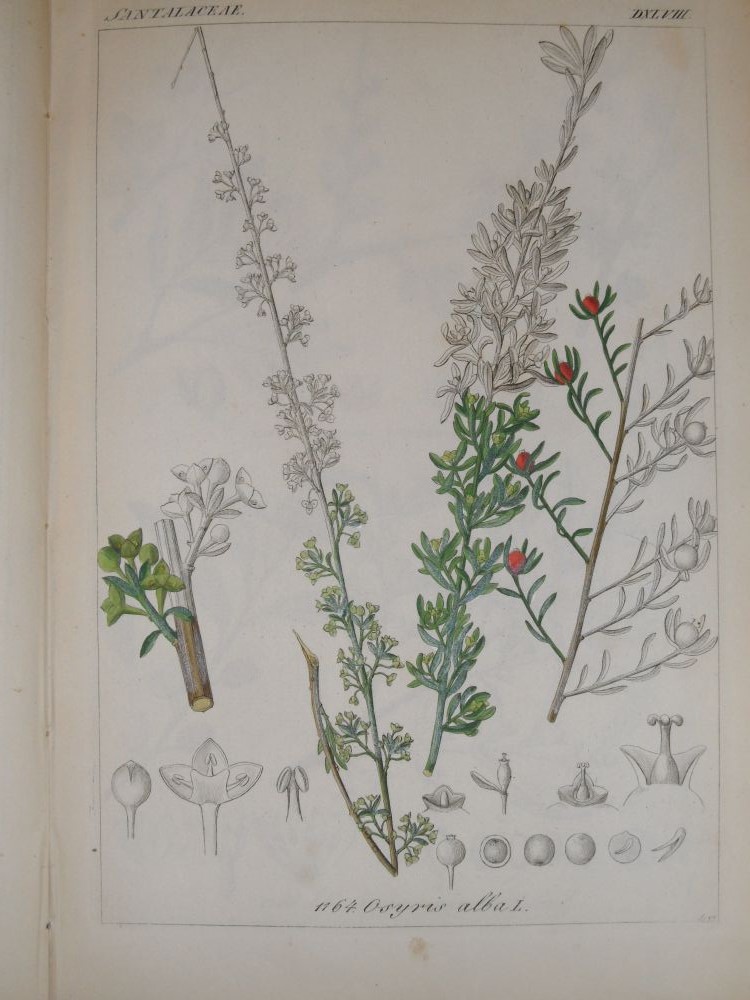 Collection of floral and botanical bookplates, 19th century, and a selection of hand coloured - Image 3 of 8