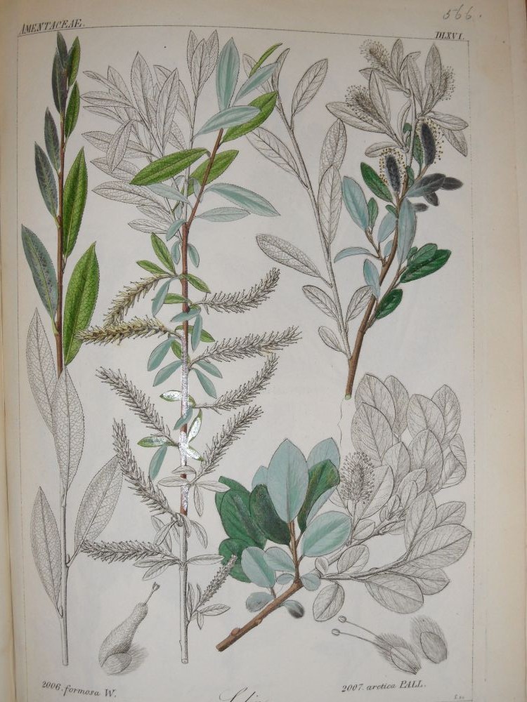 Collection of floral and botanical bookplates, 19th century, and a selection of hand coloured - Image 2 of 8