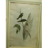 Gould and Richter,  Tree Martin, coloured lithograph printed by C. Hullmandel, 54 x 36cm, mounted