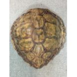 A Loggerhead Turtle carapace, Cites Article 10 certificate granted for sale 54 x 49cm (21 x 19in)