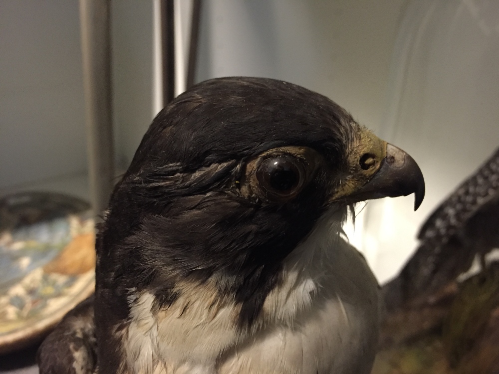 A Peregrine Falcon, (Falco peregrinus), an Edwardian taxidermy mount, set amidst ferns, now - Image 2 of 2