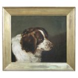 G W Miller of Bath (British, 19th Century) Study of a liver and white spaniel signed and dated lower