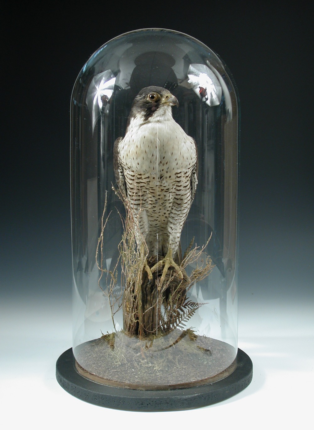 A Peregrine Falcon, (Falco peregrinus), an Edwardian taxidermy mount, set amidst ferns, now