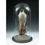 A Peregrine Falcon, (Falco peregrinus), an Edwardian taxidermy mount, set amidst ferns, now