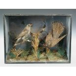 A brace of Cuckoos, late 19th or early 20th century, set amidst foliage within a glazed display case