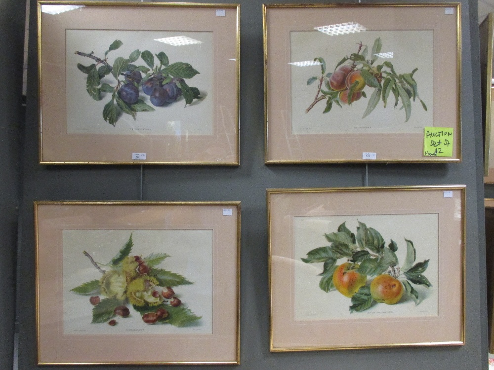 A set of twelve botanical prints and a book