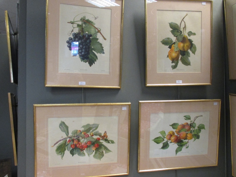 A set of twelve botanical prints and a book - Image 4 of 8