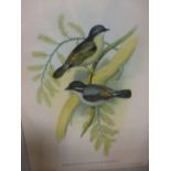 After Gould and Richter, a series of four ornithological prints (4)