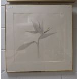 Barry Wan (20th Century) - Study of a Bird of Paradise plant, print, signed and numbered lower right