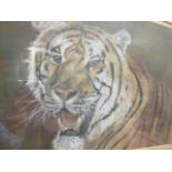 English School (19th-20th Century) - Study of a tiger - pastel, 30 x 42cm ; Study of a Leopard,