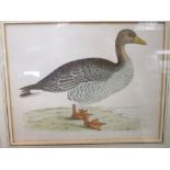 A collection of eleven prints of British game birds and wild fowl by Beverly Morris