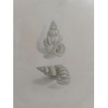 SOWERBY (James), Study of a Shell, pencil and wash, 21 x 16.5cm, the reverse inscribed 'EX Sowerby