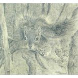 Sally Hynard (British, 20th Century) Study of a Squirrel signed lower right "Sally Hynard" pencil 15