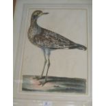 A pair of bird engravings after P Mazell, 39 x 28cm (2)