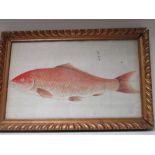 A late 19th century hand coloured print of a carp, the line printed and then later coloured in