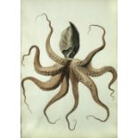 Frans Anton von Scheidel (Austrian, 1731-1801) Study of a Turtle; Study of an Octopus; and Study