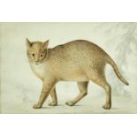 British School (late 18th Century) Study of a wild cat watercolour 22 x 33cm (9 x 13in) A little