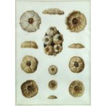 François Jean-Baptiste Ménard de La Groye (French, 1775-1855) Coronula, studies of barnacles,