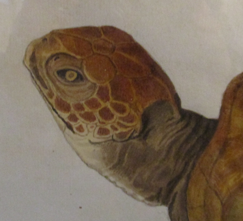 Frans Anton von Scheidel (Austrian, 1731-1801) Study of a Turtle; Study of an Octopus; and Study - Image 5 of 12