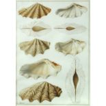 François Jean-Baptiste Ménard de La Groye (French, 1775-1855) Tridacna and Pecten, studies of clam