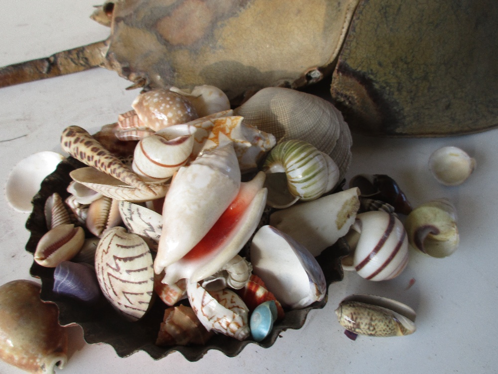 A collection of shells and a Triops (?) shell, the latter with a shield head carapace and a spine - Image 2 of 2