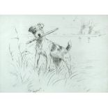 Cecil Charles Windsor Aldin, RBA (British, 1870-1935) Study of a Fox Terrier signed lower left "