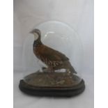 A Victorian taxidermist's study of a red-legged partridge under a glass dome.