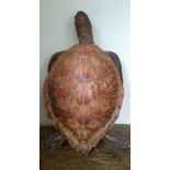 A 19th Century taxidermy turtle, complete with shell.
